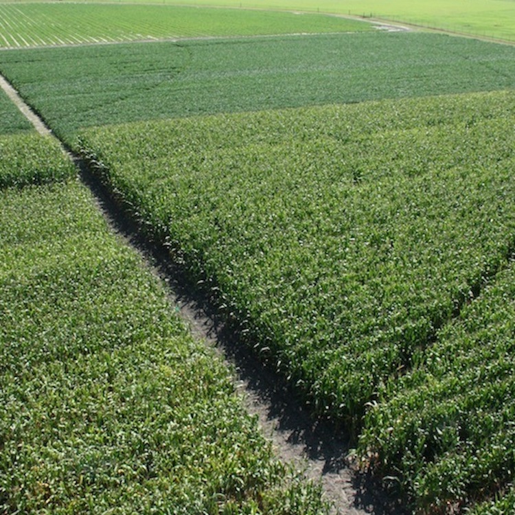 NASS: Georgia farmers expected to plant less acreage in field crops